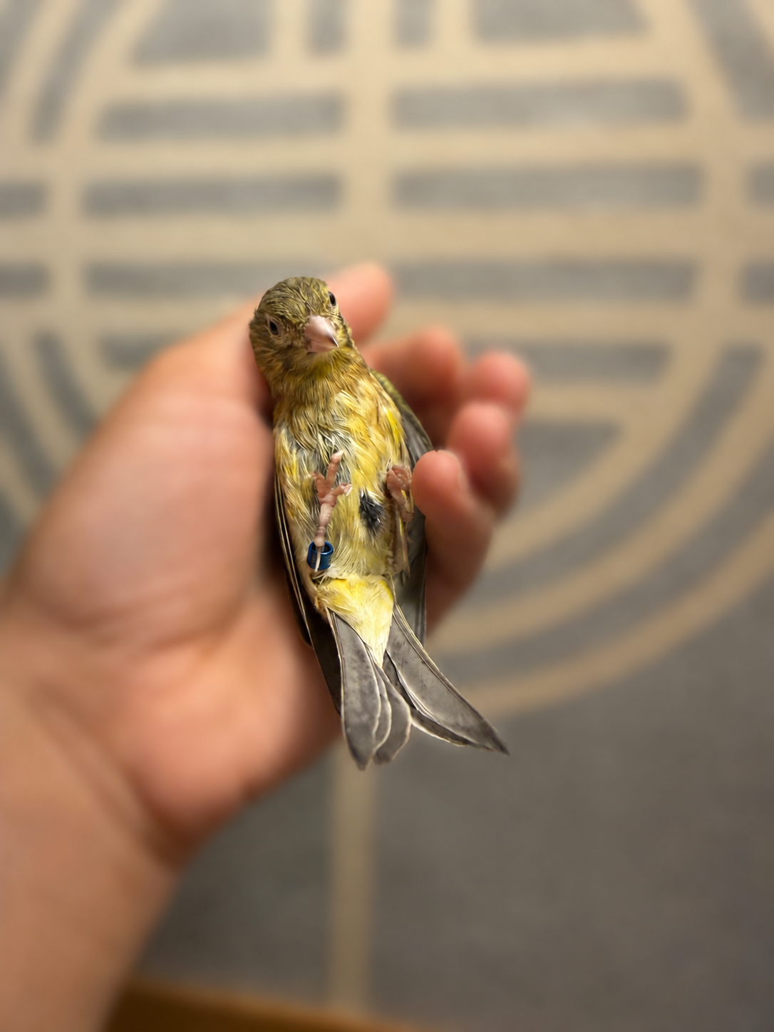 Biscuit - Young Baby Female Hen Canary Bird - Brown and Yellow Variegated - Raza Canary