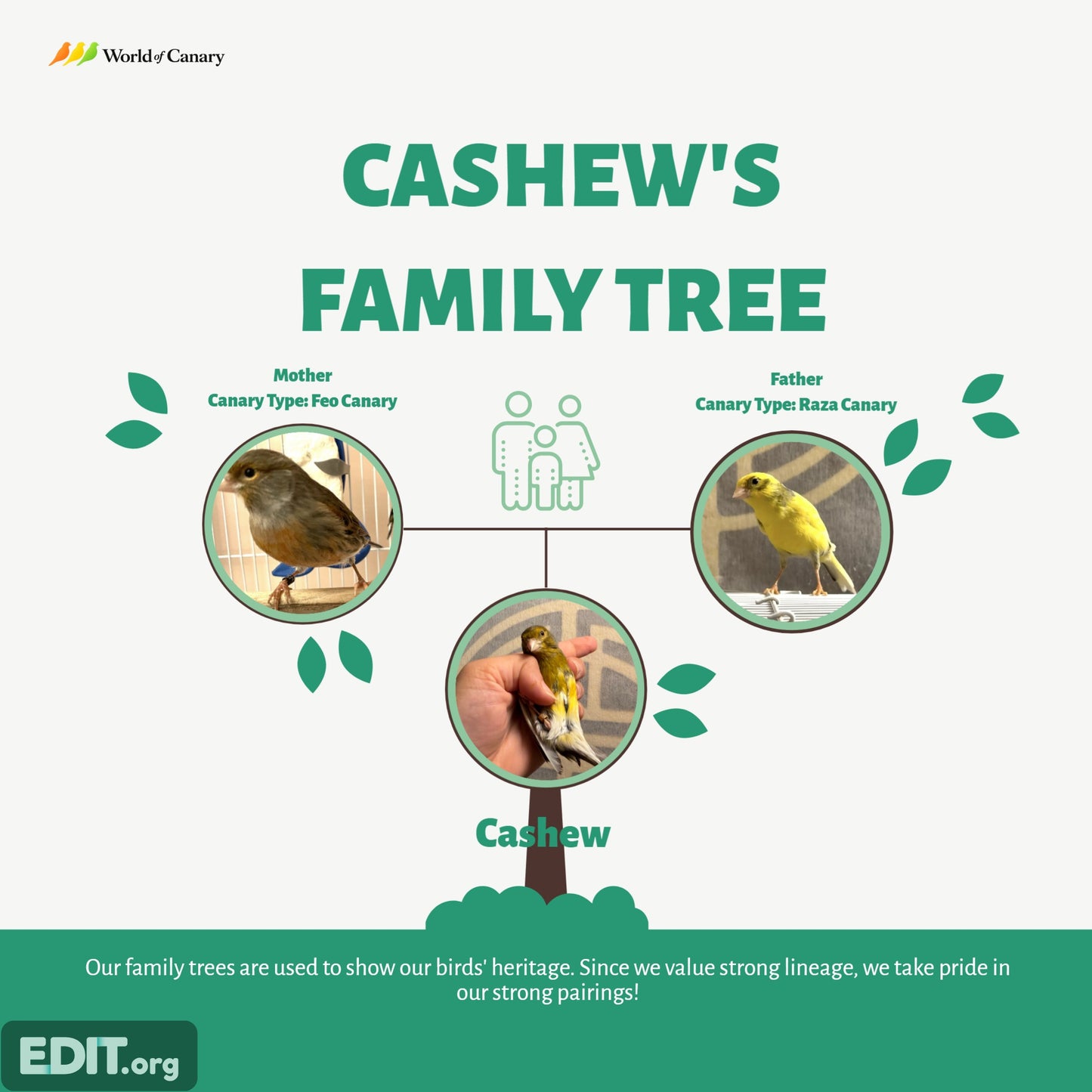 Cashew - Brown & Yellow Bellied Male Canary - American Singer Bird