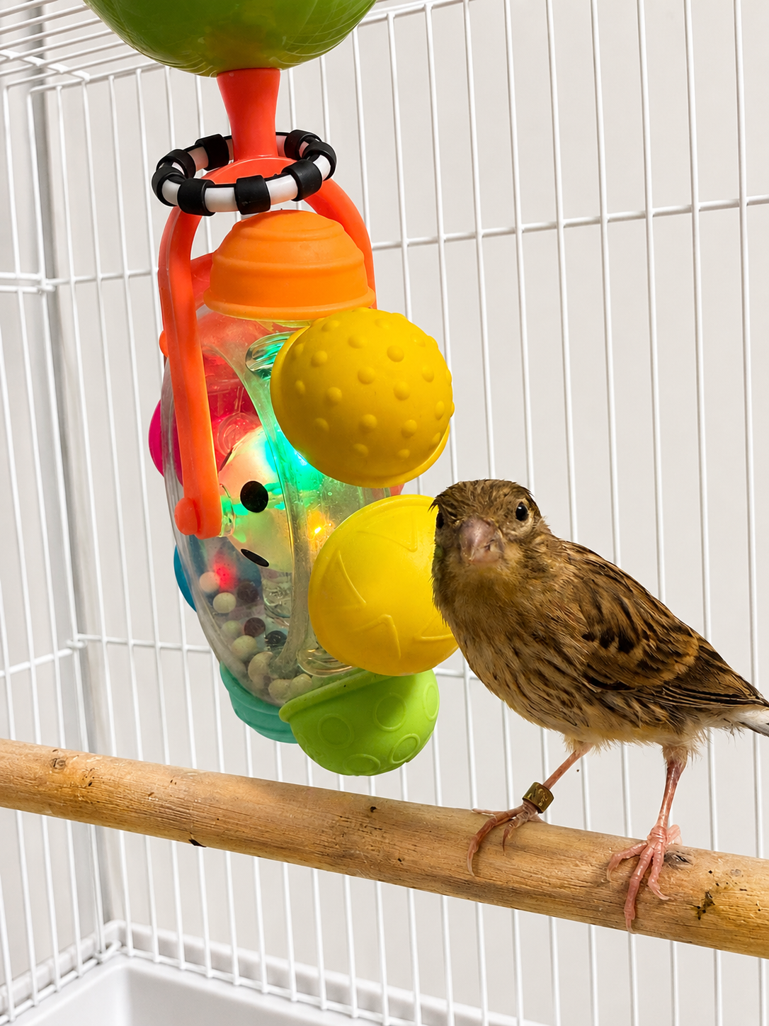Cheddar - Baby Female Hen Canary - Raza Canary - Brown and Yellow Variegated - Raza Canary - Tiny Bird