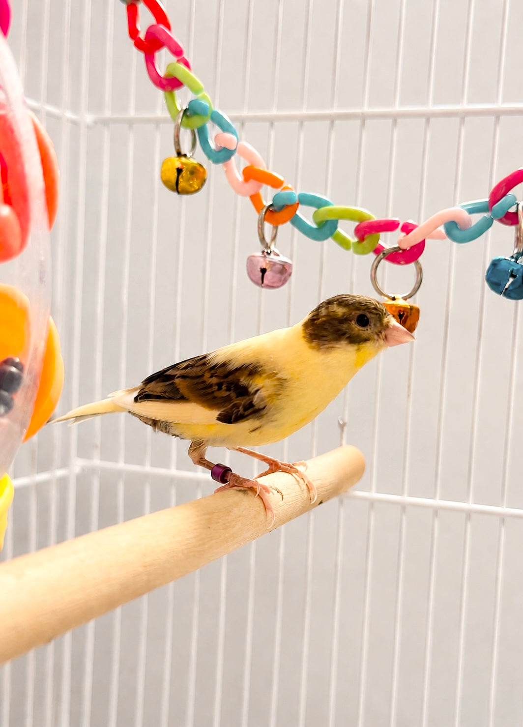 Egg - Young Male Baby Raza Canary - American Singer - Tiny Bird - Yellow and Brown Bird