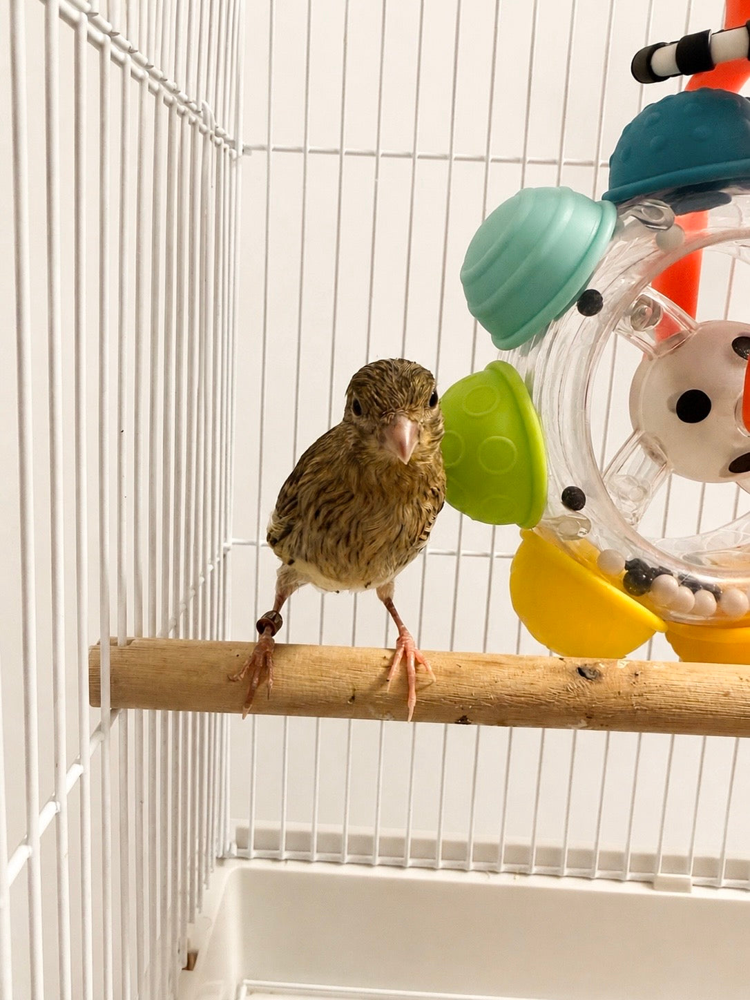Cheddar - Baby Female Hen Canary - Raza Canary - Brown and Yellow Variegated - Raza Canary - Tiny Bird
