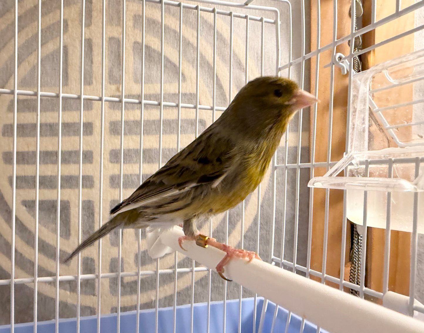 Cashew - Brown & Yellow Bellied Male Canary - American Singer Bird