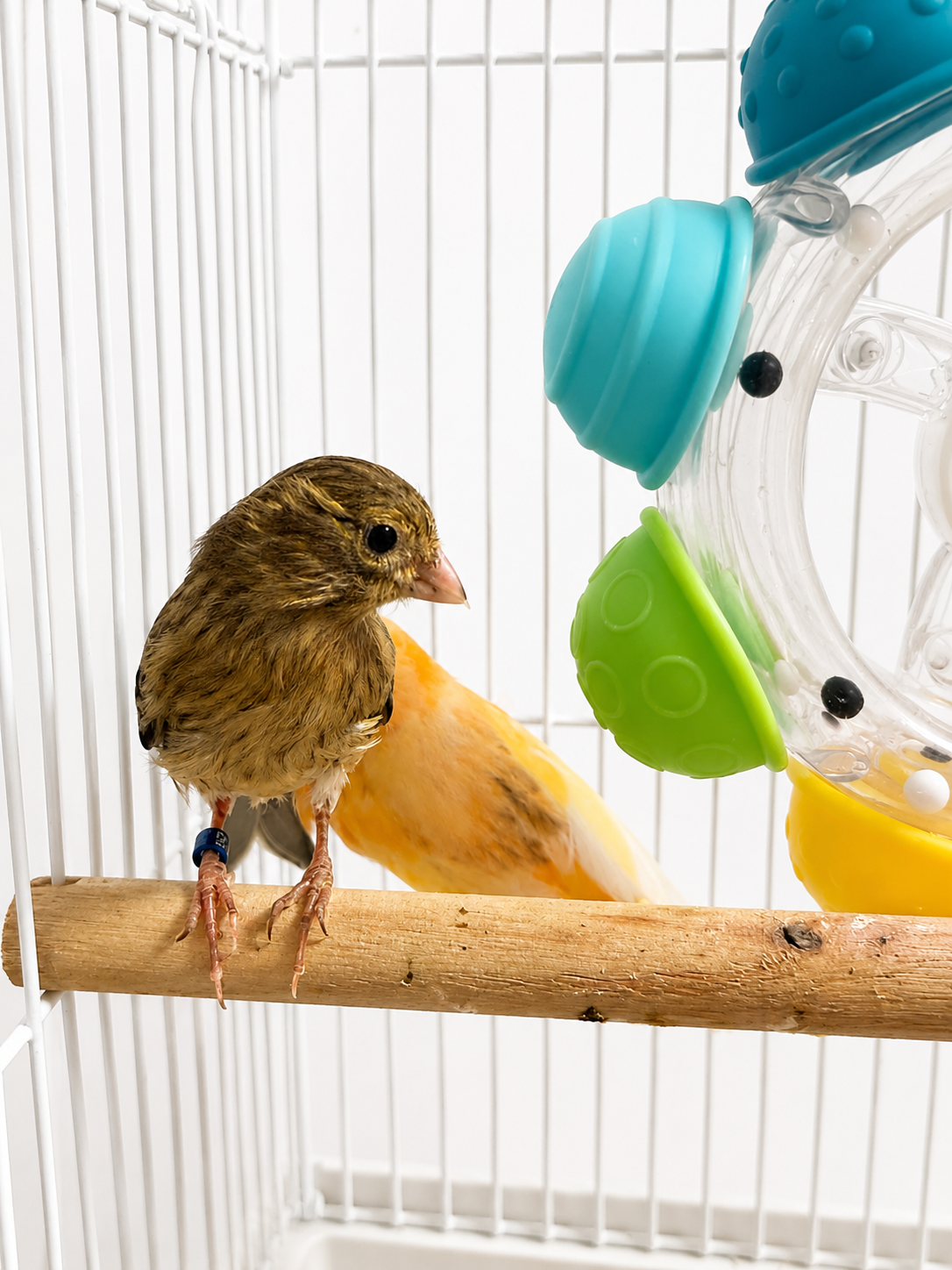 Biscuit - Young Baby Female Hen Canary Bird - Brown and Yellow Variegated - Raza Canary