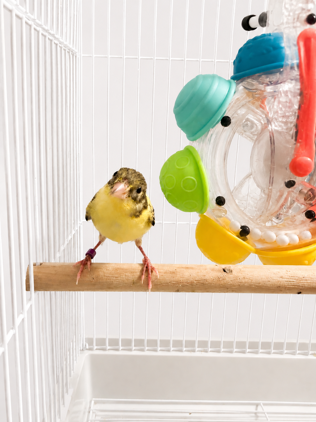 Egg - Young Male Baby Raza Canary - American Singer - Tiny Bird - Yellow and Brown Bird