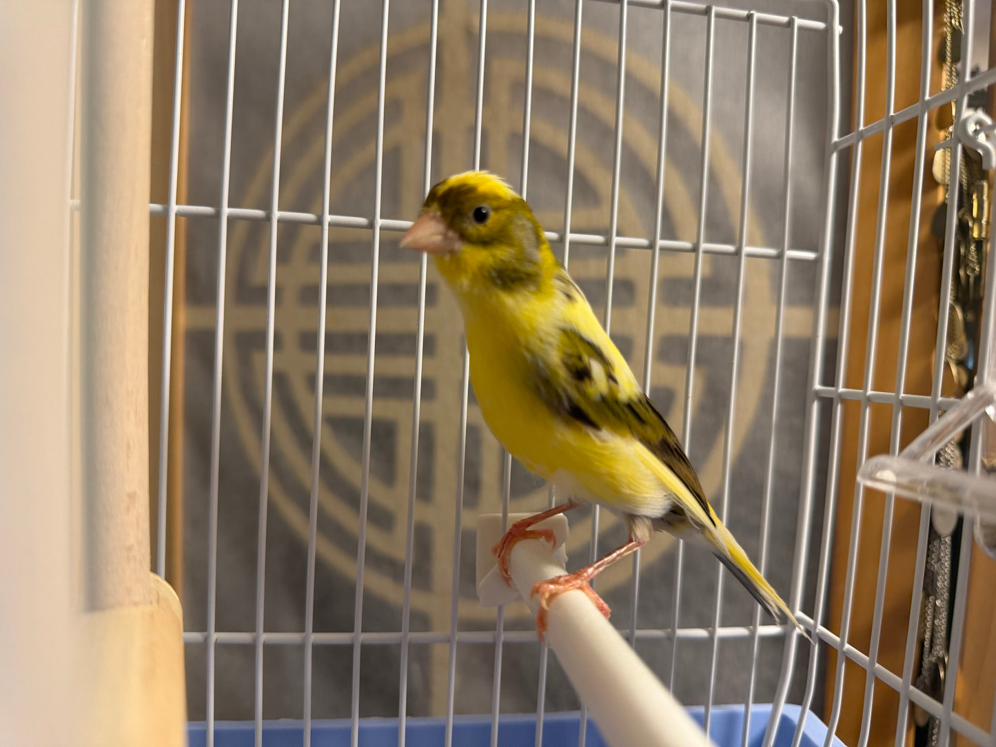 Sawyer - Yellow & Black Male Raza Canary - American Singer Bird