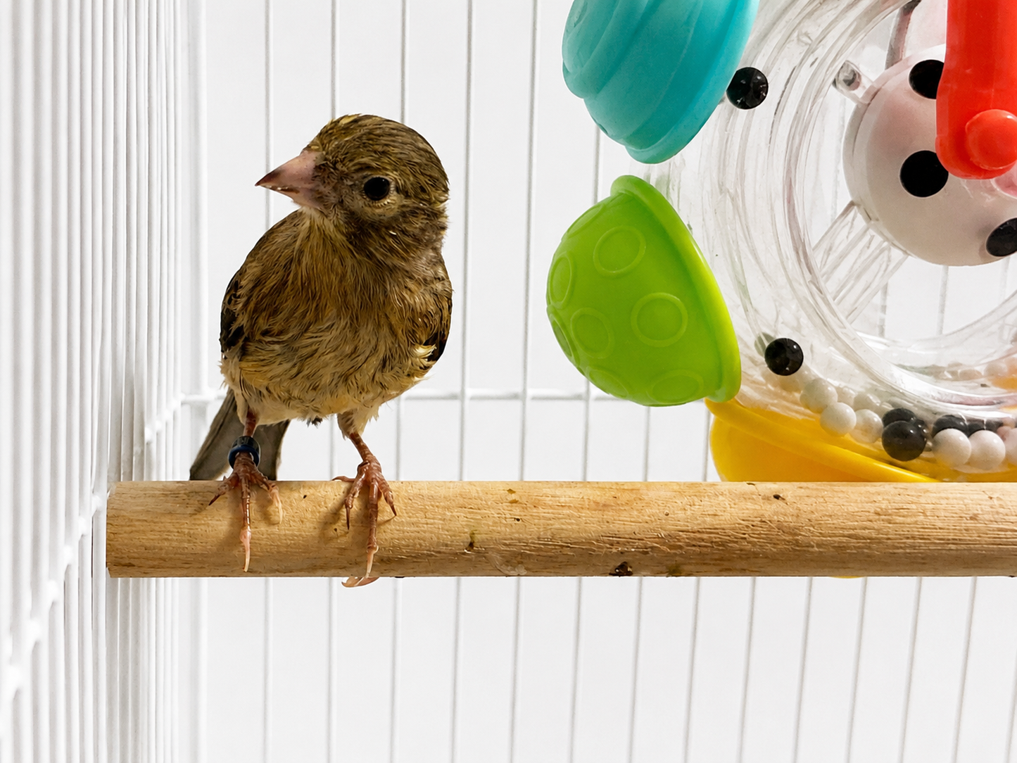 Biscuit - Young Baby Female Hen Canary Bird - Brown and Yellow Variegated - Raza Canary