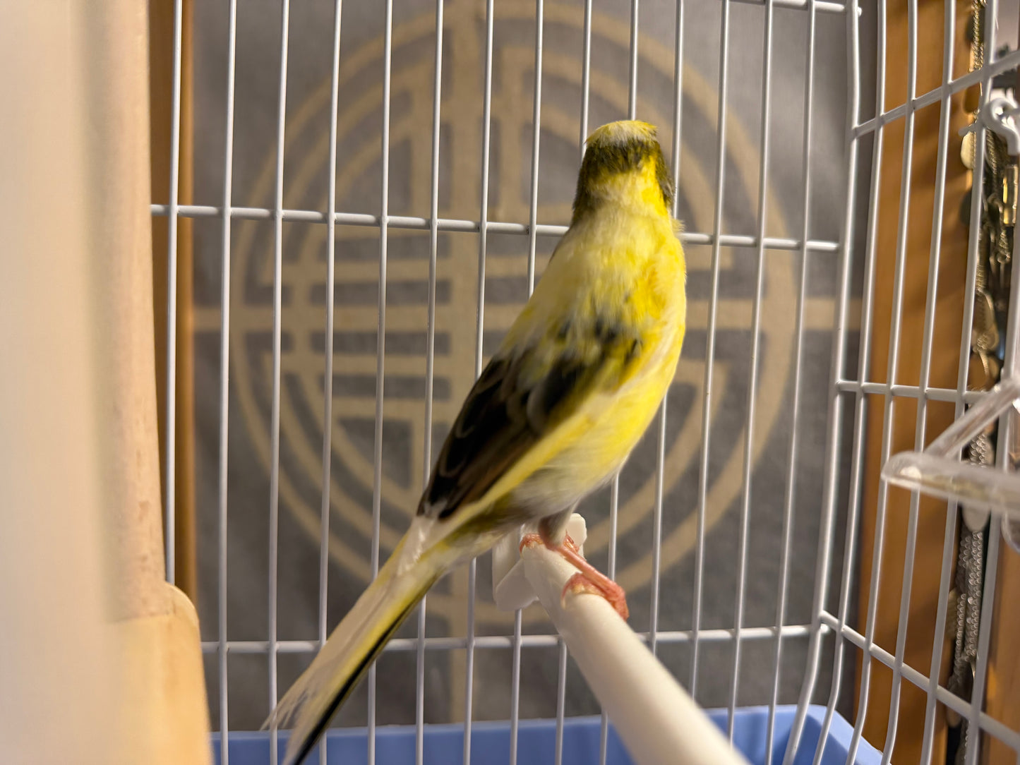 Sawyer - Yellow & Black Male Raza Canary - American Singer Bird