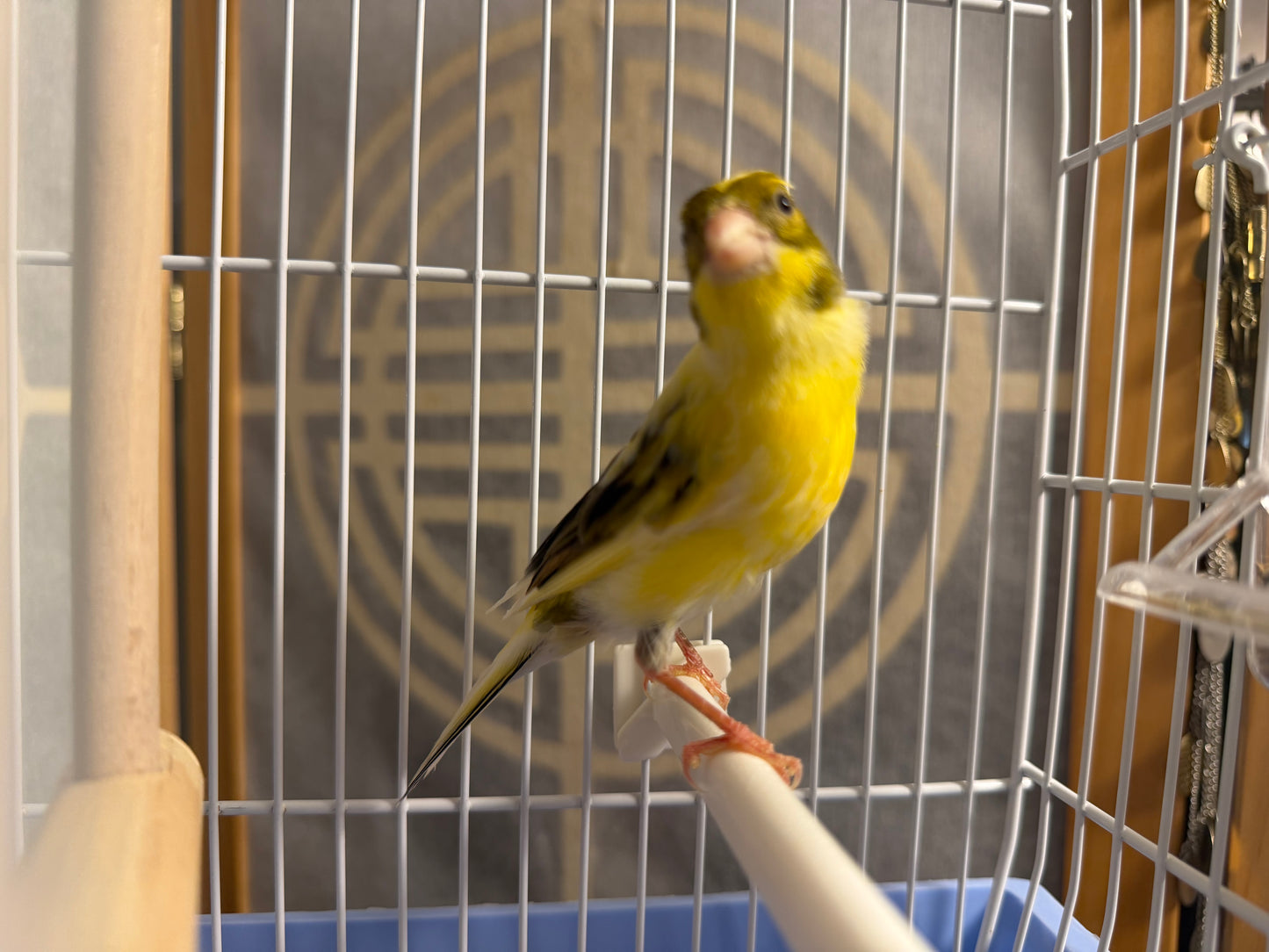 Sawyer - Yellow & Black Male Raza Canary - American Singer Bird