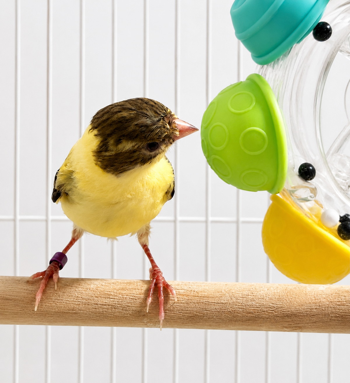 Egg - Young Male Baby Raza Canary - American Singer - Tiny Bird - Yellow and Brown Bird