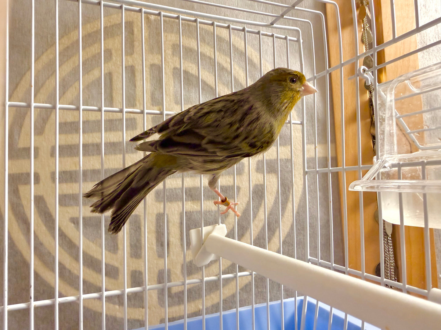 Cashew - Brown & Yellow Bellied Male Canary - American Singer Bird
