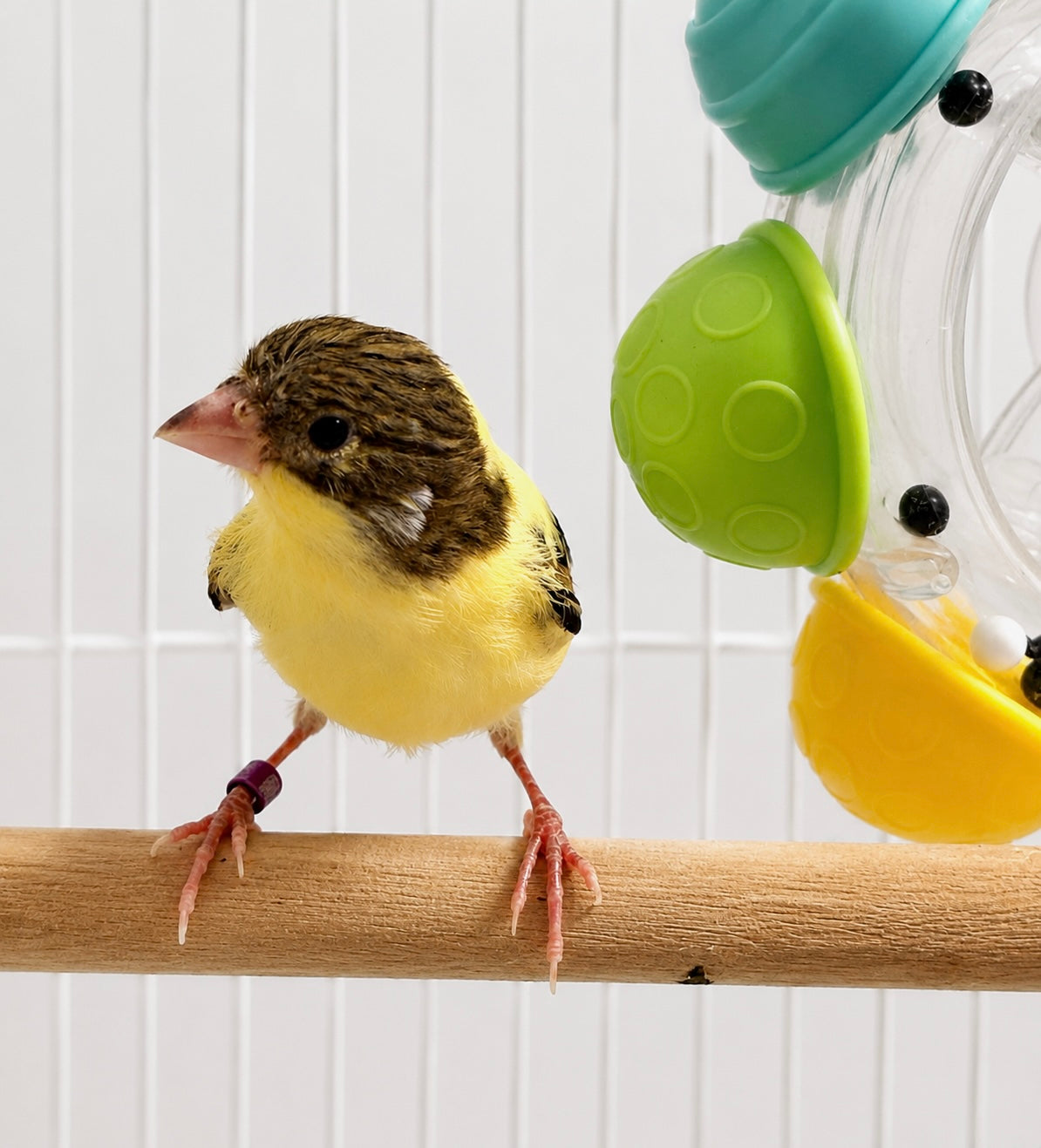 Egg - Young Male Baby Raza Canary - American Singer - Tiny Bird - Yellow and Brown Bird