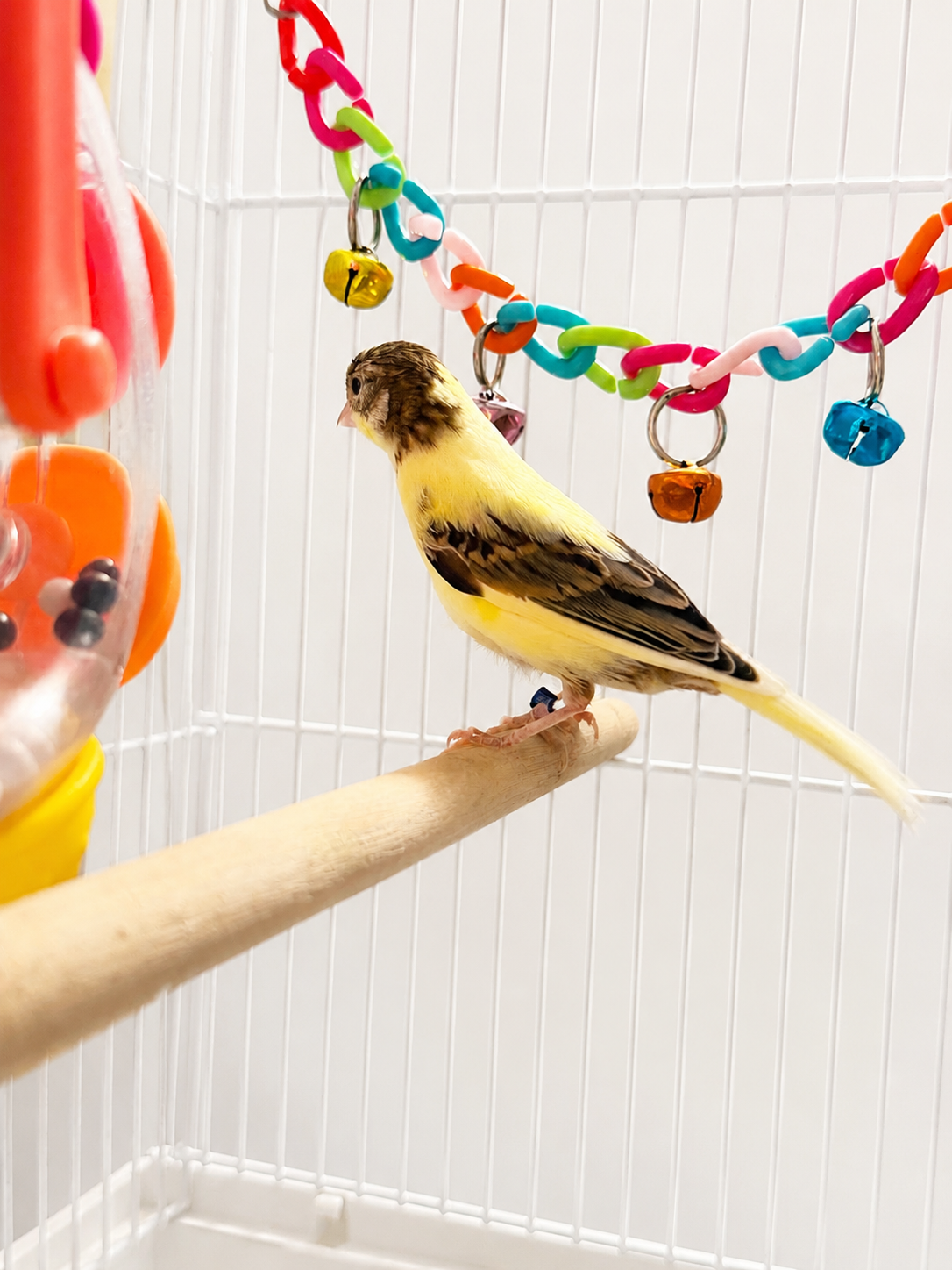 Egg - Young Male Baby Raza Canary - American Singer - Tiny Bird - Yellow and Brown Bird