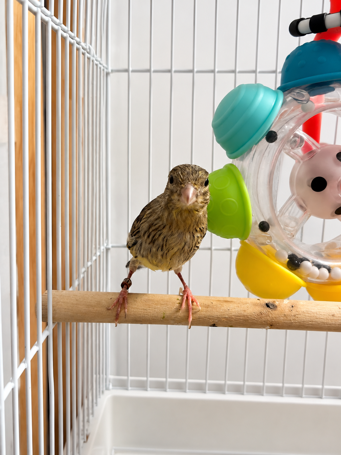 Cheddar - Baby Female Hen Canary - Raza Canary - Brown and Yellow Variegated - Raza Canary - Tiny Bird