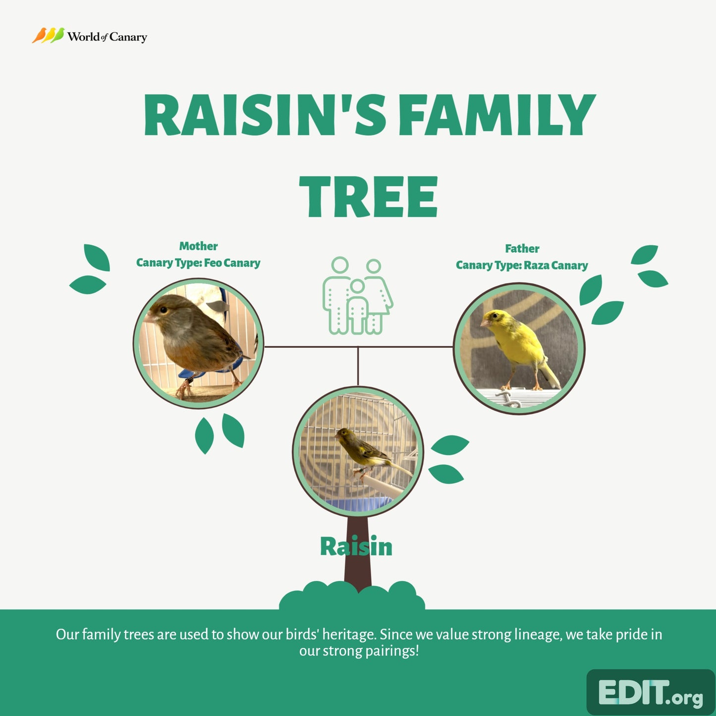 Raisin - Brown & Yellow Bellied Male Canary - American Singer Bird