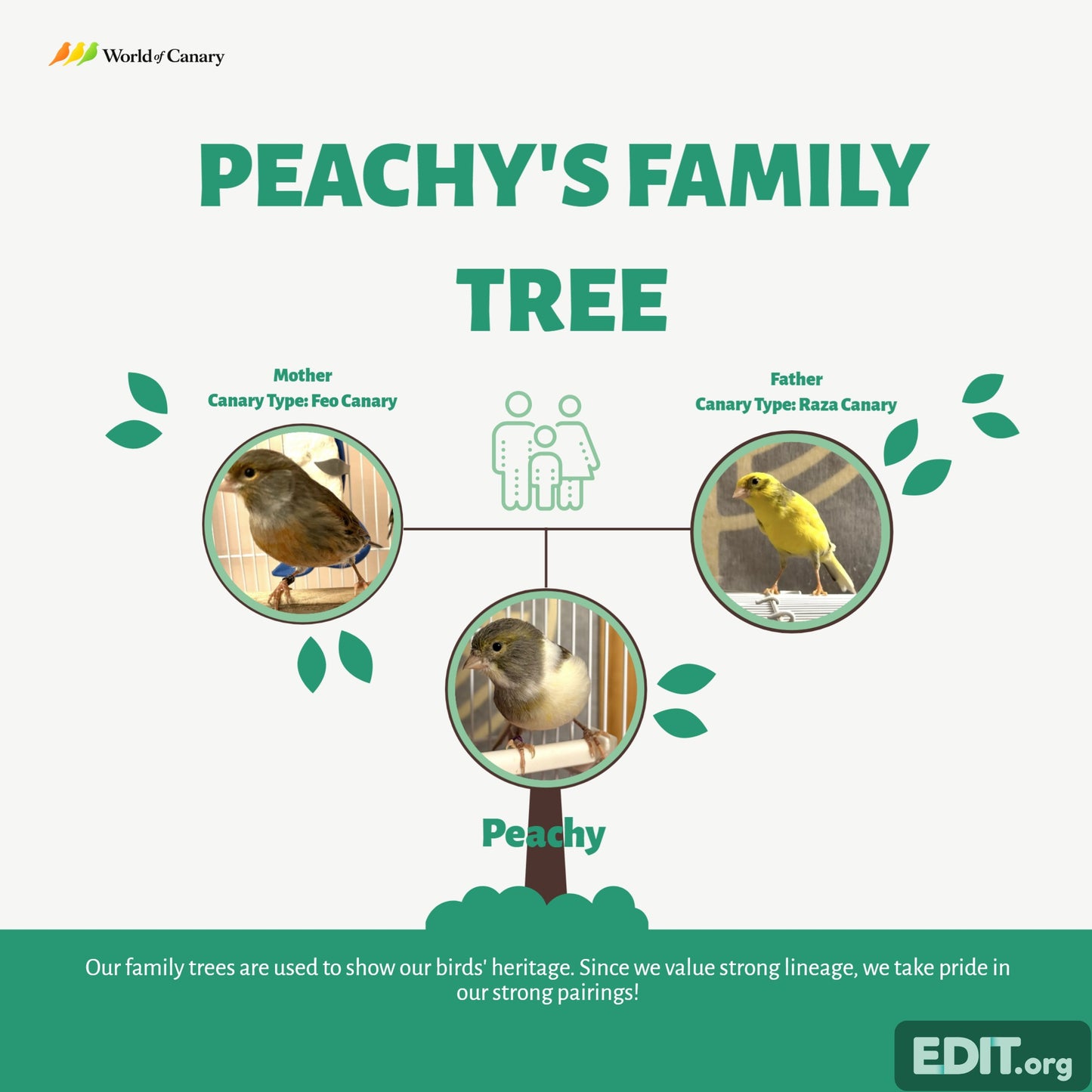 Peachy - White & Gray Young Female Canary Hen - American Singer Bird