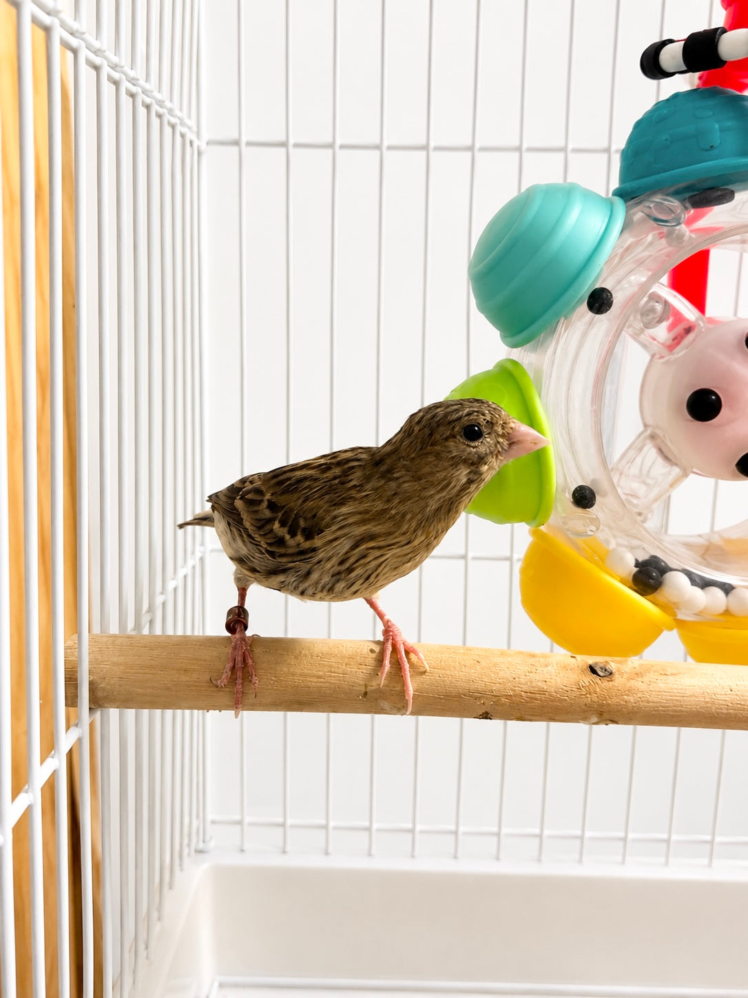 Cheddar - Baby Female Hen Canary - Raza Canary - Brown and Yellow Variegated - Raza Canary - Tiny Bird