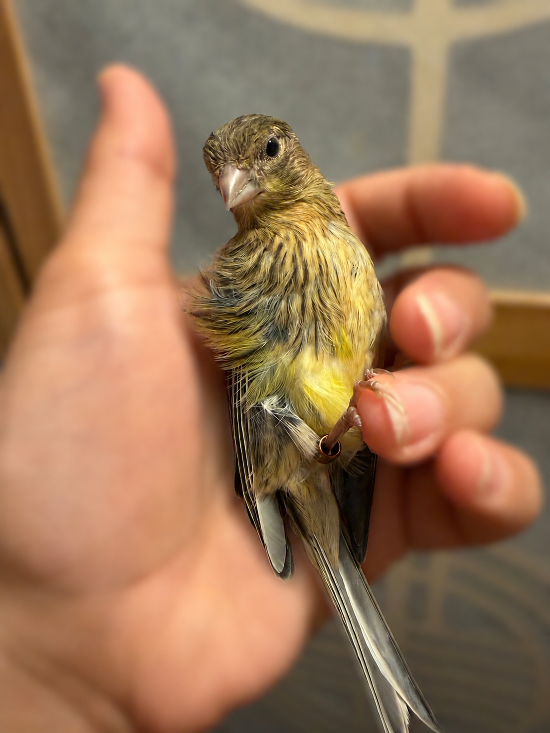 Cheddar - Baby Female Hen Canary - Raza Canary - Brown and Yellow Variegated - Raza Canary - Tiny Bird