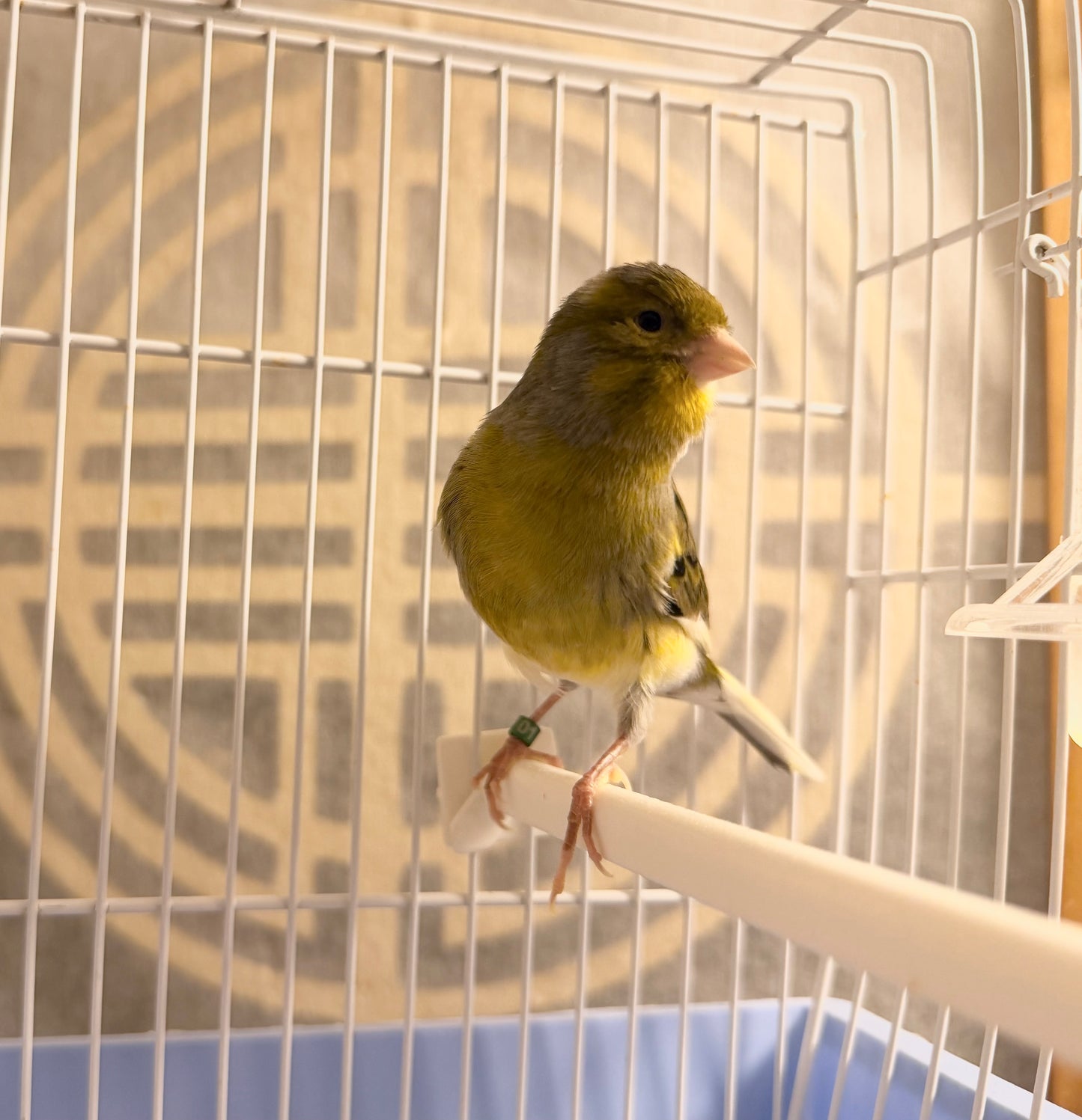 Raisin - Brown & Yellow Bellied Male Canary - American Singer Bird