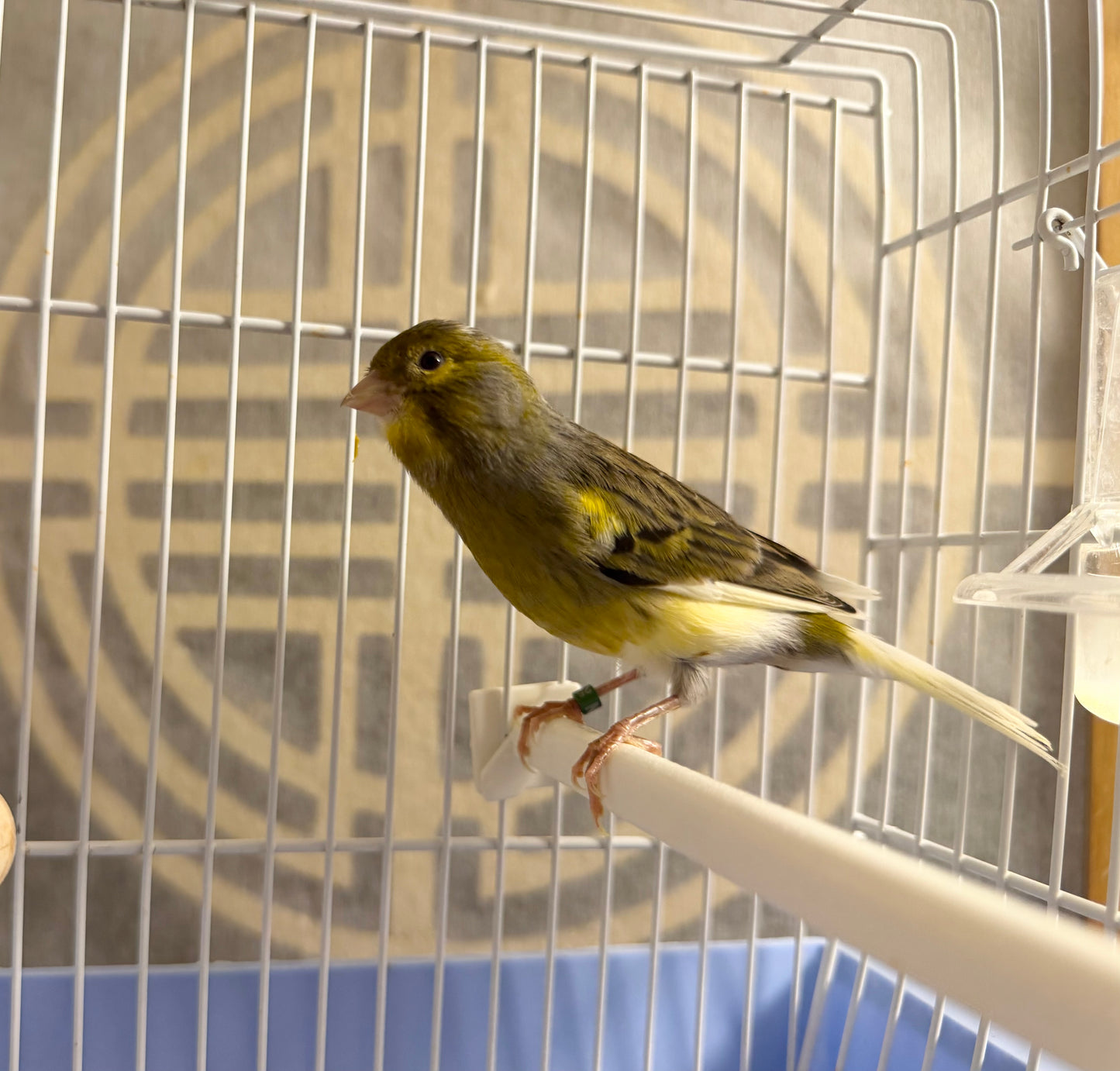 Raisin - Brown & Yellow Bellied Male Canary - American Singer Bird