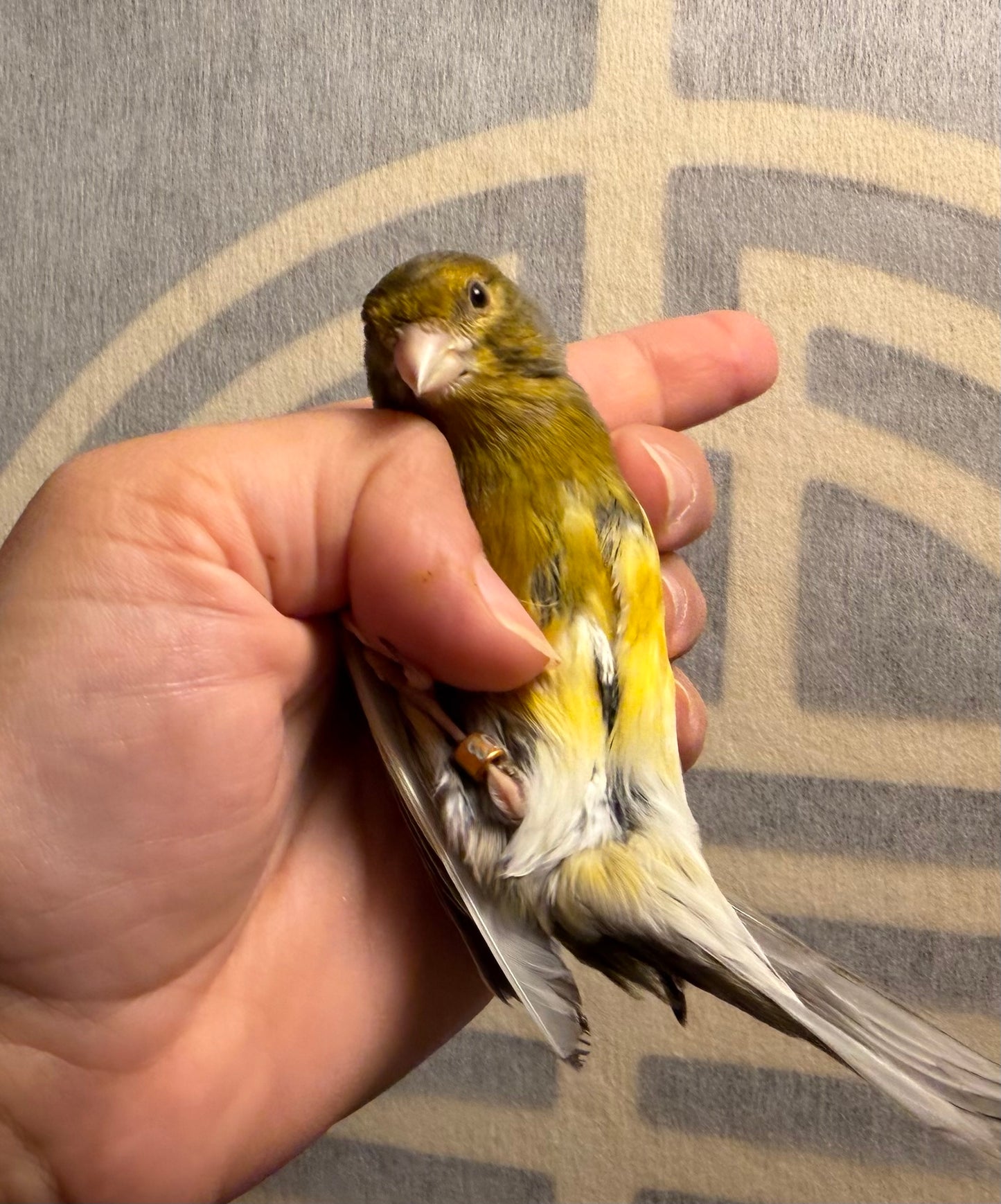 Cashew - Brown & Yellow Bellied Male Canary - American Singer Bird