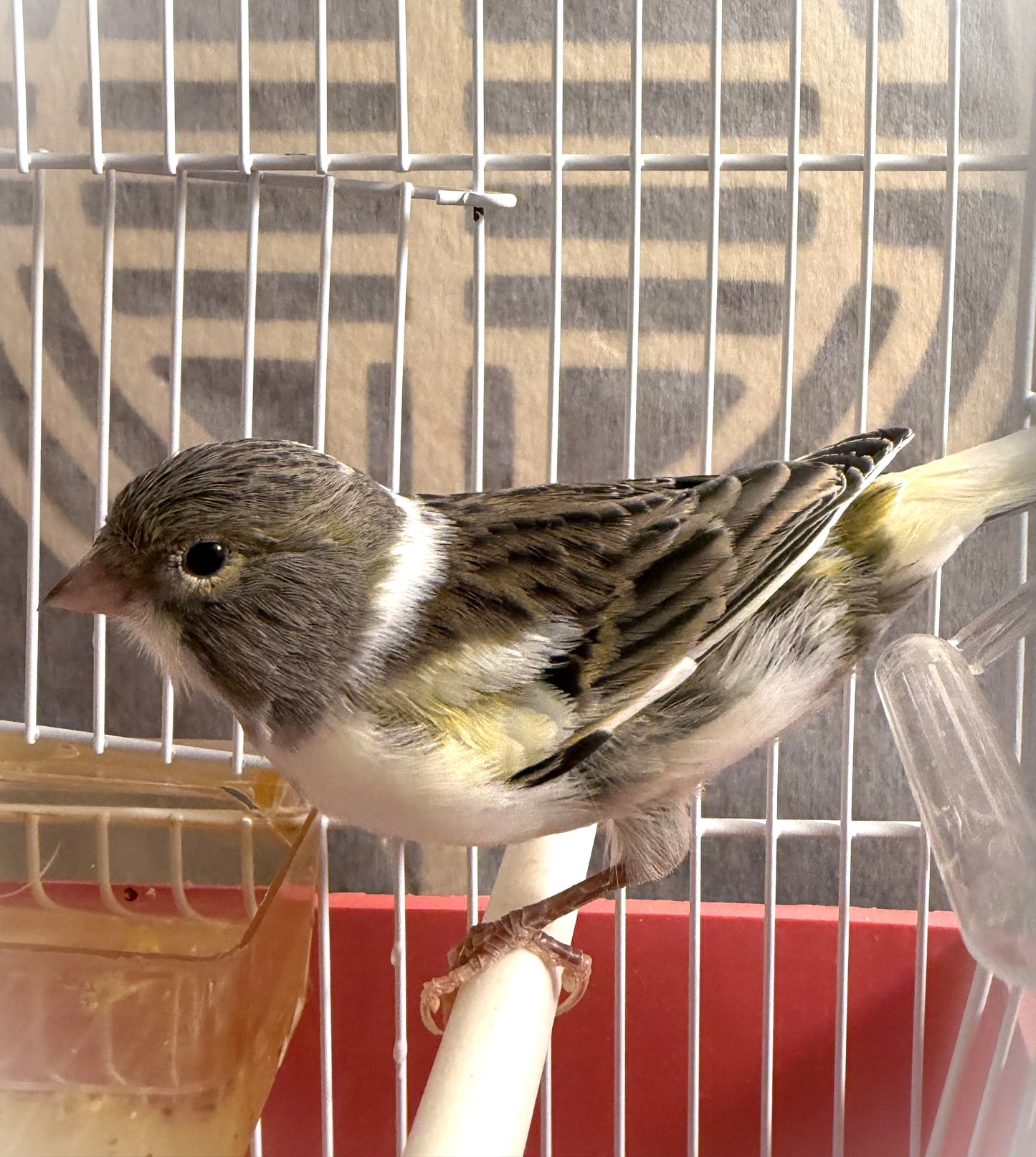 Peachy - White & Gray Young Female Canary Hen - American Singer Bird