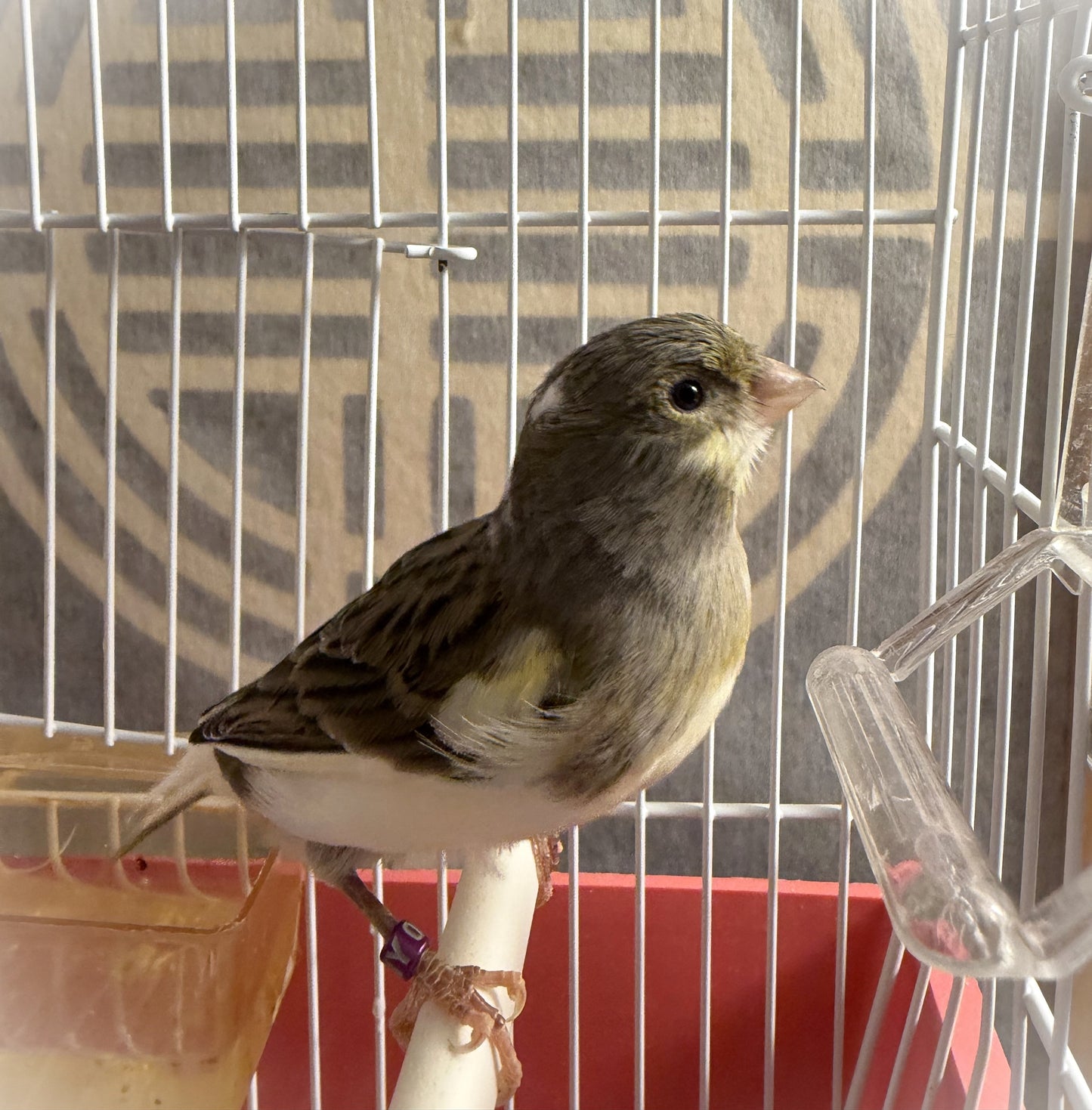 Peachy - White & Gray Young Female Canary Hen - American Singer Bird