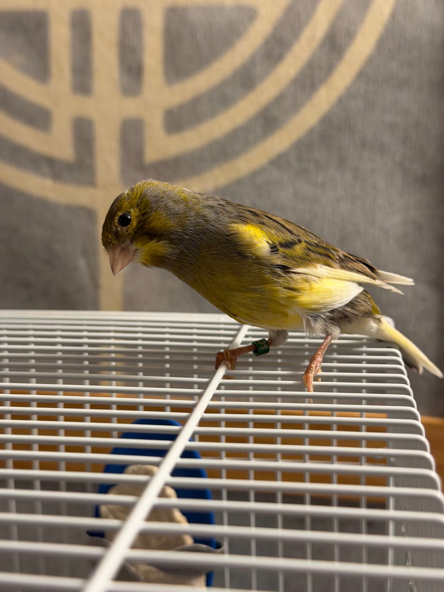 Raisin - Brown & Yellow Bellied Male Canary - American Singer Bird