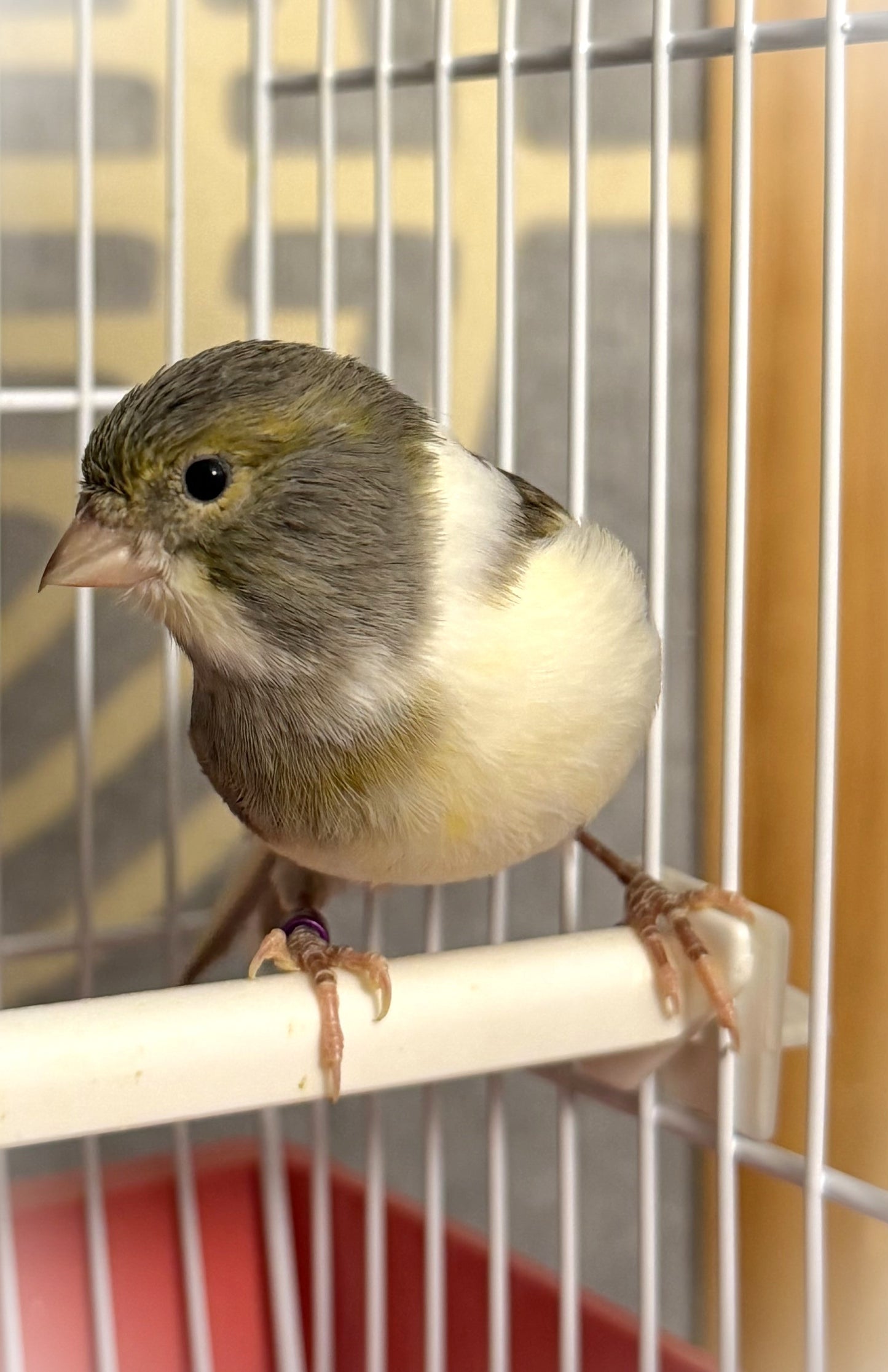 Peachy - White & Gray Young Female Canary Hen - American Singer Bird
