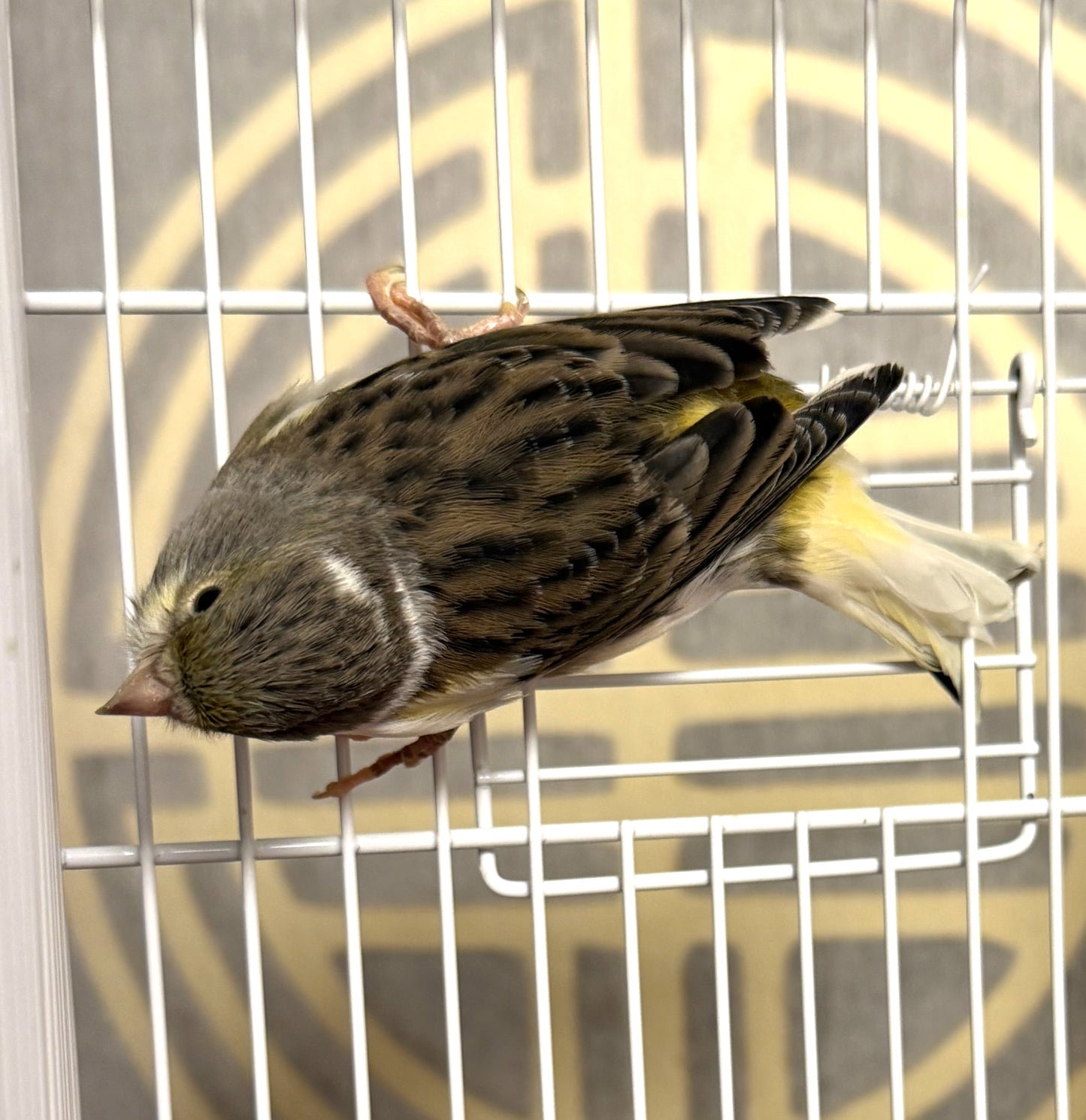 Peachy - White & Gray Young Female Canary Hen - American Singer Bird