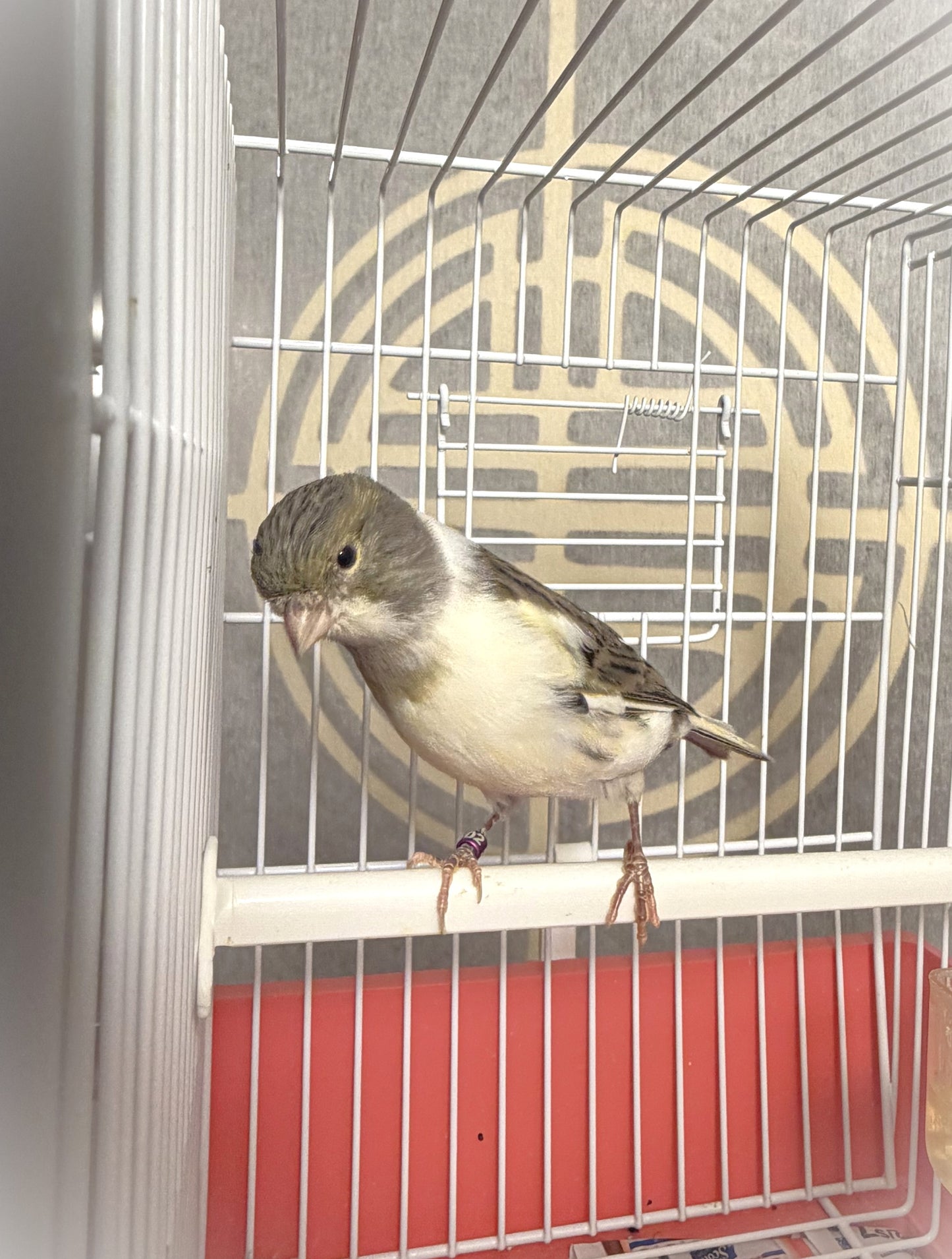 Peachy - White & Gray Young Female Canary Hen - American Singer Bird